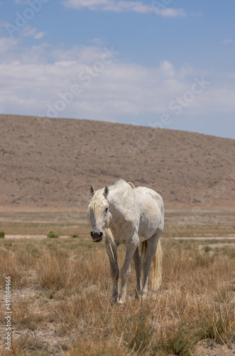 Wild Horse Stallion in the Utah Desert in Summer