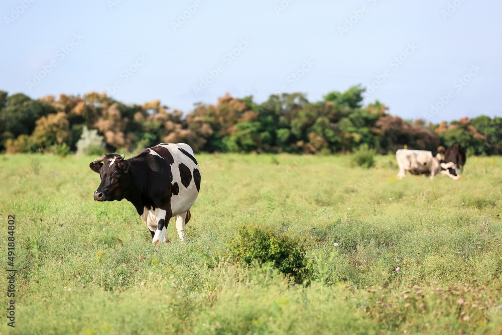 Black and white cow grazing on green pasture Black and white cow grazing on green pasture