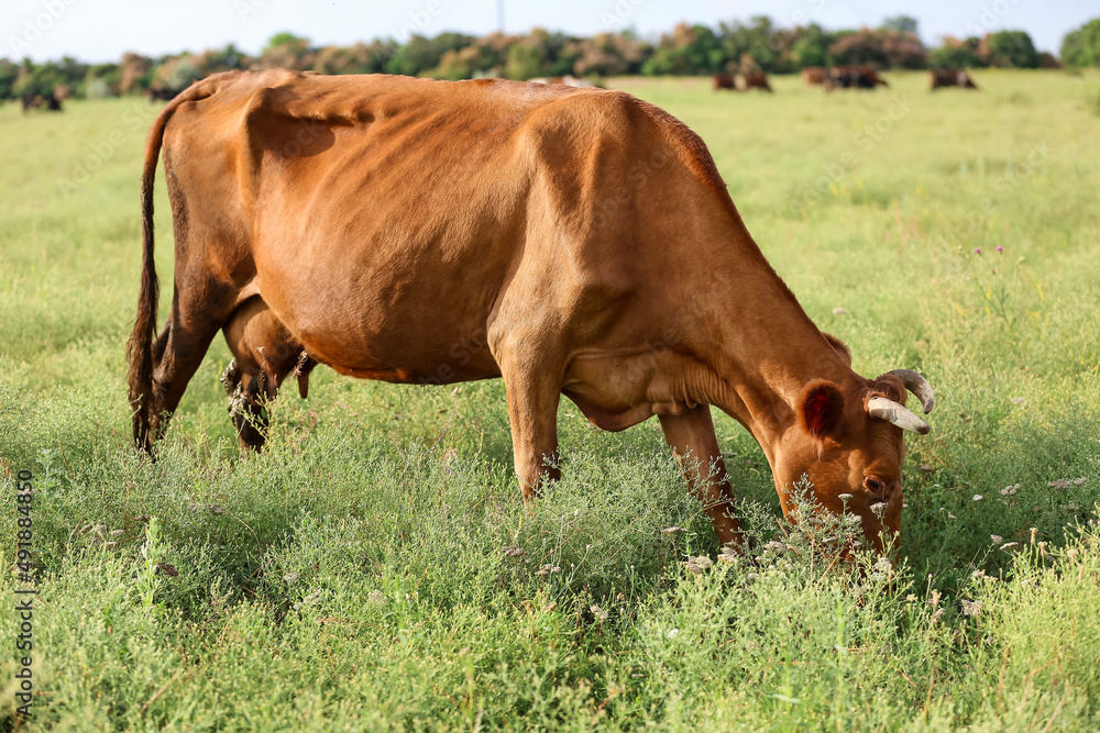 Brown cow grazing on green pasture Brown cow grazing on green pasture