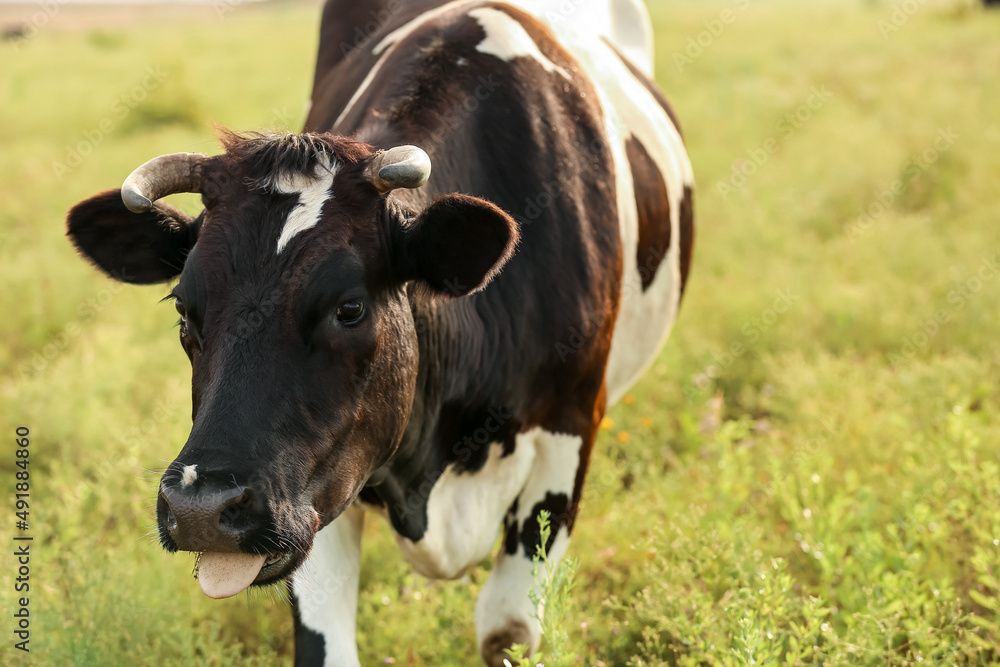 Black and white cow grazing on green pasture Black and white cow grazing on green pasture