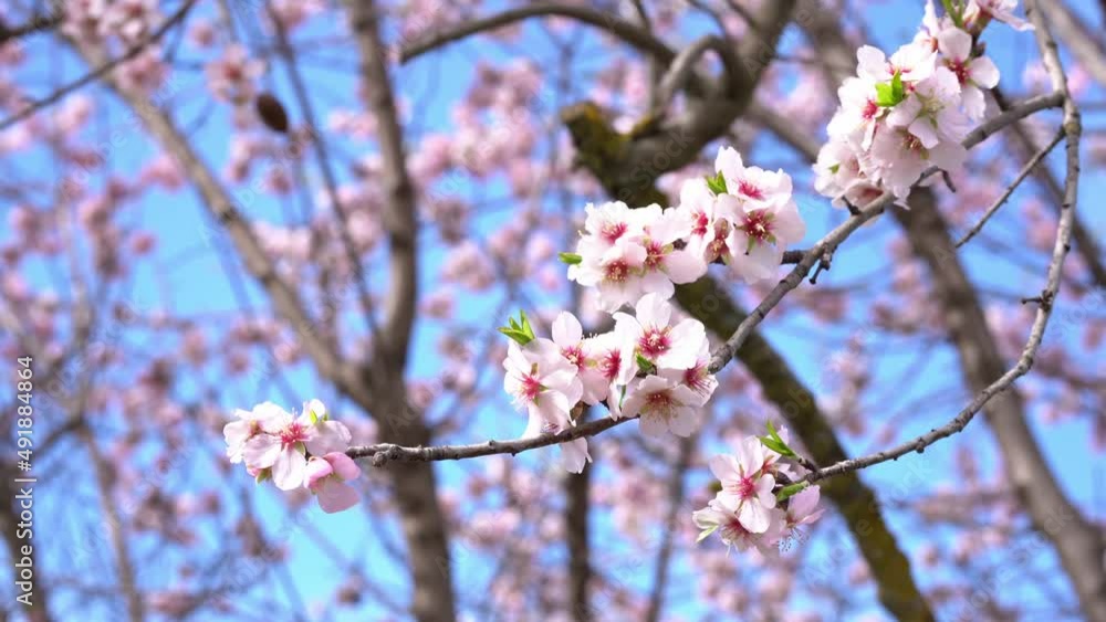Close-up of an almond blossom branch waving through the air in March. Spring is coming. Close-up of an almond blossom branch waving through the air in March. Spring is coming.