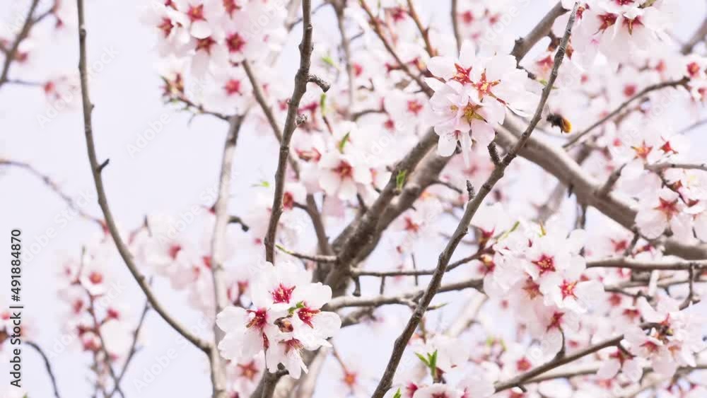 Close-up of an almond blossom waving in the air as bees feed and collect pollen from the almond blossoms in March. Spring is coming. Close-up of an almond blossom waving in the air as bees feed and collect pollen from the almond blossoms in March. Spring is coming.