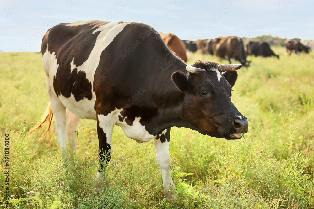 Black and white cow grazing on green pasture Black and white cow grazing on green pasture