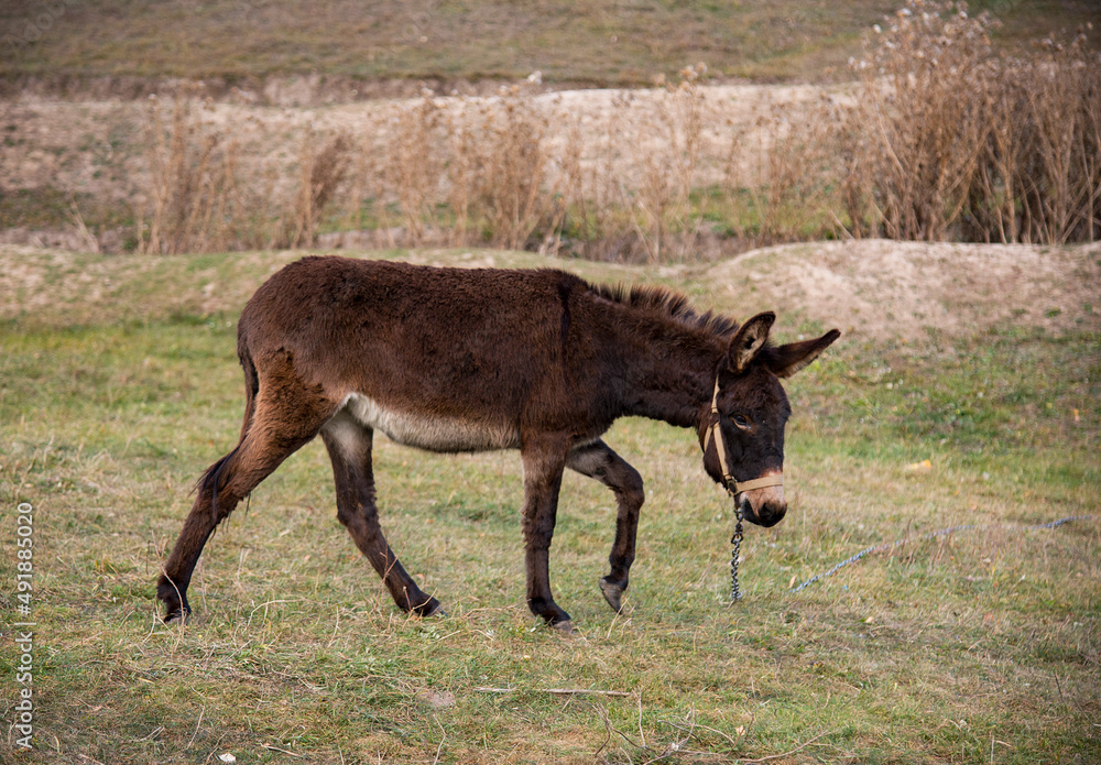 donkey in a field donkey in a field