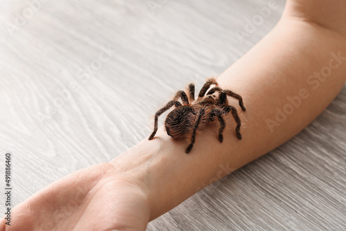 Female hand with tarantula spider in room, closeup