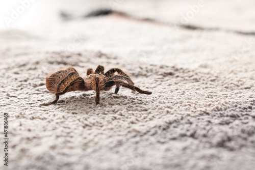 Scary tarantula spider on c...