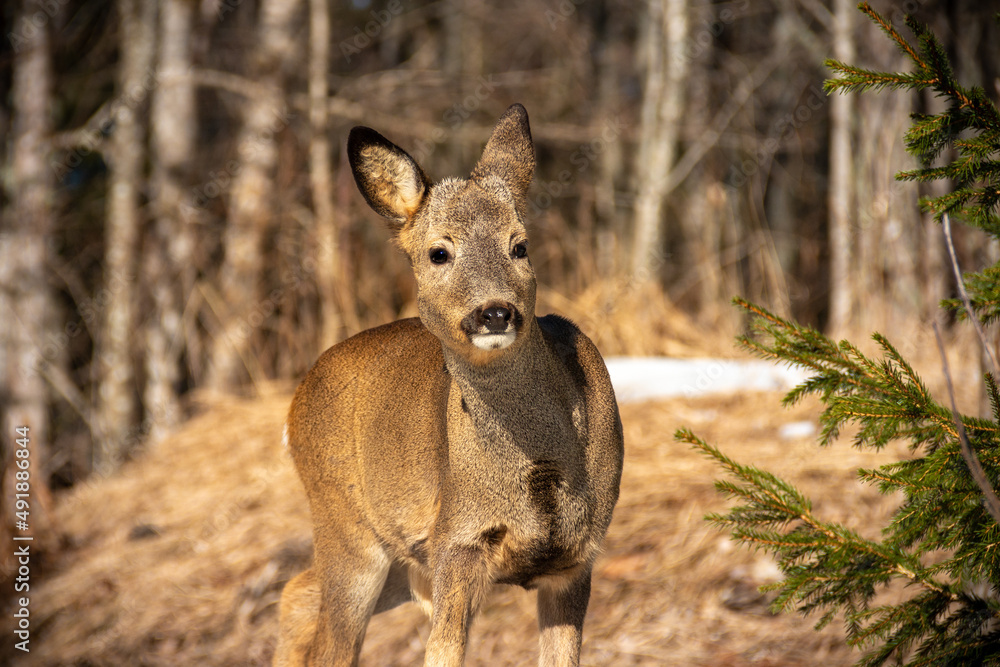 Deer in natural enviroment in springtime Deer in natural enviroment in springtime