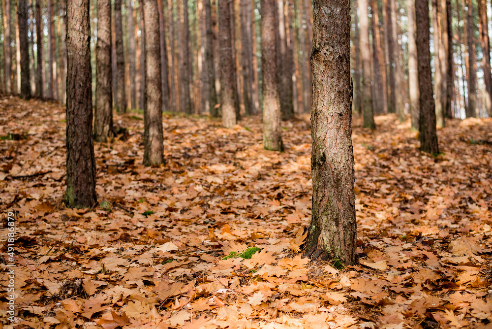Autumn in the forest after rain. Autumn in the forest after rain.