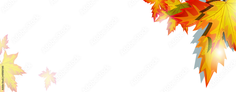 Image white, multicolored maple leaves autumn background. Image white, multicolored maple leaves autumn background.