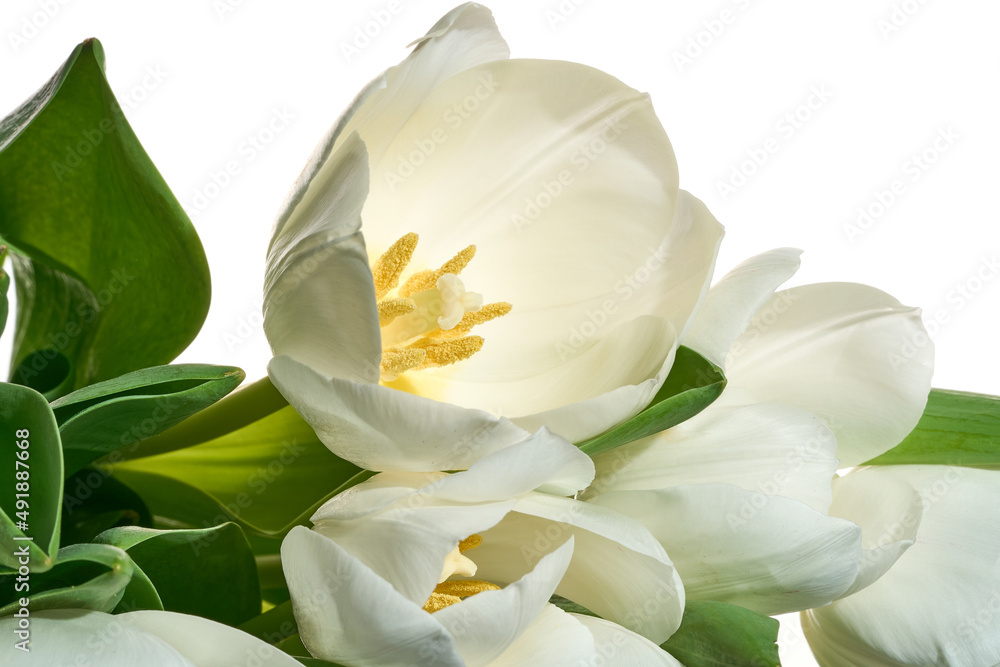Obraz premium Fresh white tulips on the white background close-up shot