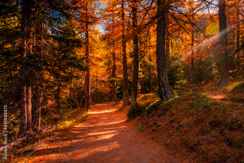 Obraz premium Beautiful trail in the wood with red leaves trees in the Alps of Italy