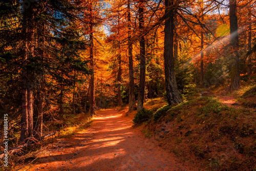 Beautiful trail in  the wood with red leaves trees in the Alps of Italy © Stefano Zaccaria