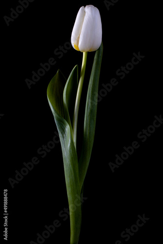 Tulip flower isolated on black
