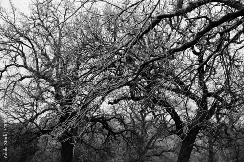 Ice weather on post oak tree branches during winter.