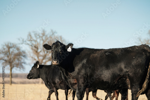 Herd of black angus breed of beef cattle in rural Texas field of sunny countryside.