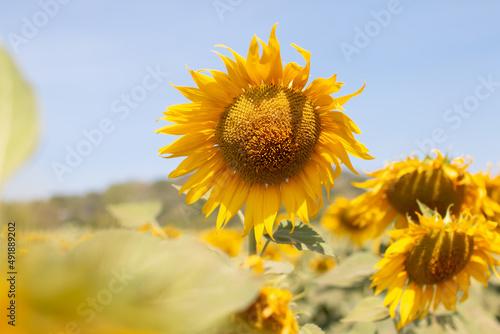 Beautiful sunflower in sunflower field on summer with blue sky