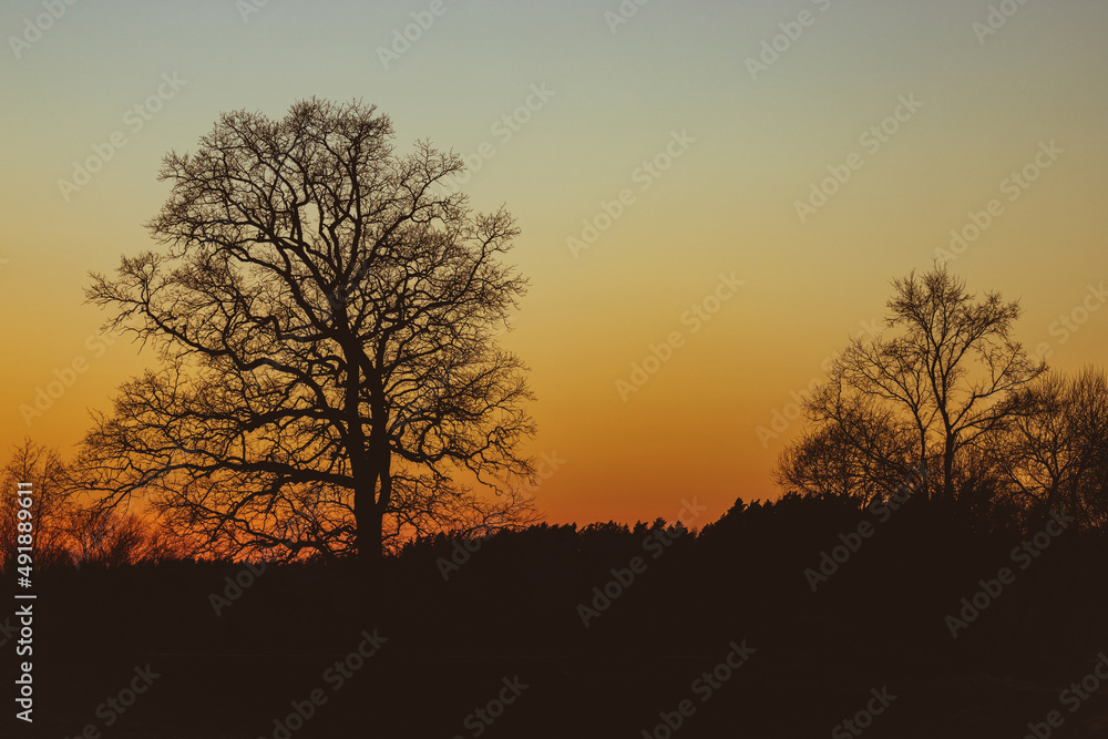 Silhouette of a tree in orange peaceful sunset. Backlit tree at sunset