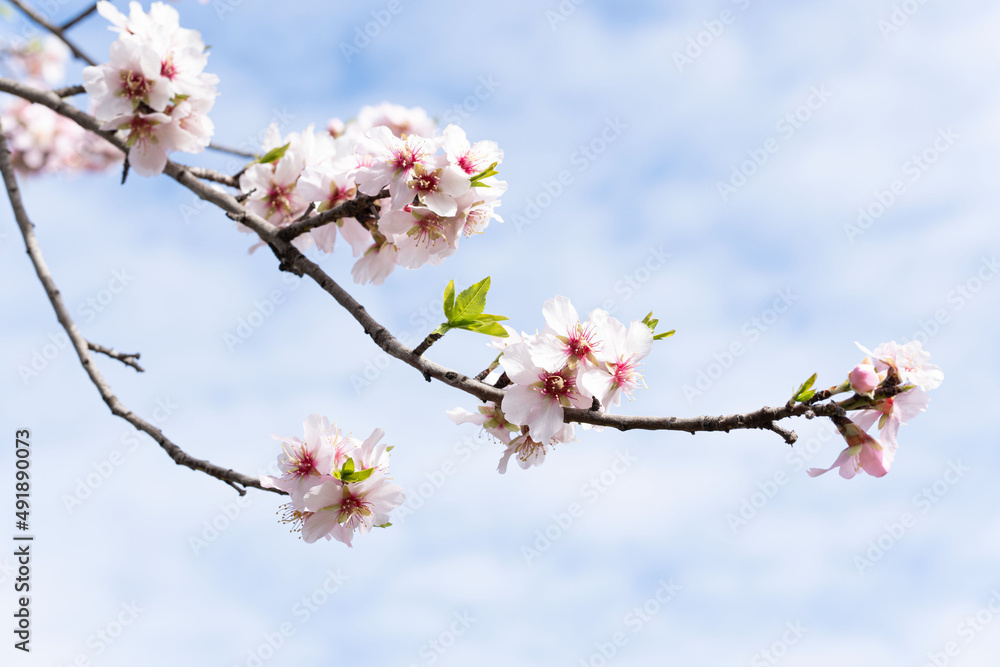 Close-up horizontal photograph of almond blossoms in bloom on a sunny morning in March, spring is approaching.