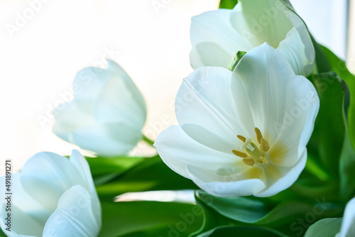 Fresh white tulips isolated on the white background