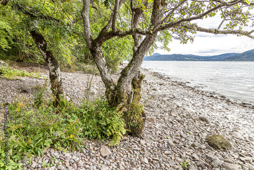 The rocky shore of Loch Ness near Dores, Highland, Scotland UK. photo