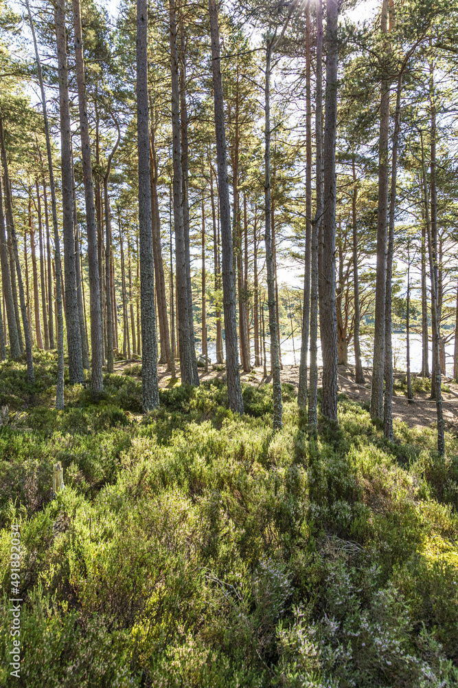 Scots Pine trees in the Abernethy National Nature Reserve on the banks of Loch Garten,  Highland, Scotland UK.