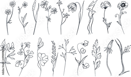 set of hand drawn field and meadow flowers and grass. vector illustration