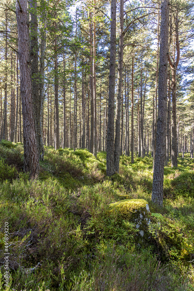 A forest of Scots Pine trees in the Abernethy National Nature Reserve near Loch Garten, Highland, Scotland UK. A forest of Scots Pine trees in the Abernethy National Nature Reserve near Loch Garten, Highland, Scotland UK.