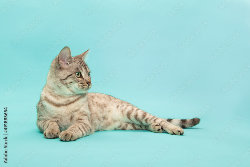 Pretty snow bengal cat lying down, looking away on a blue background