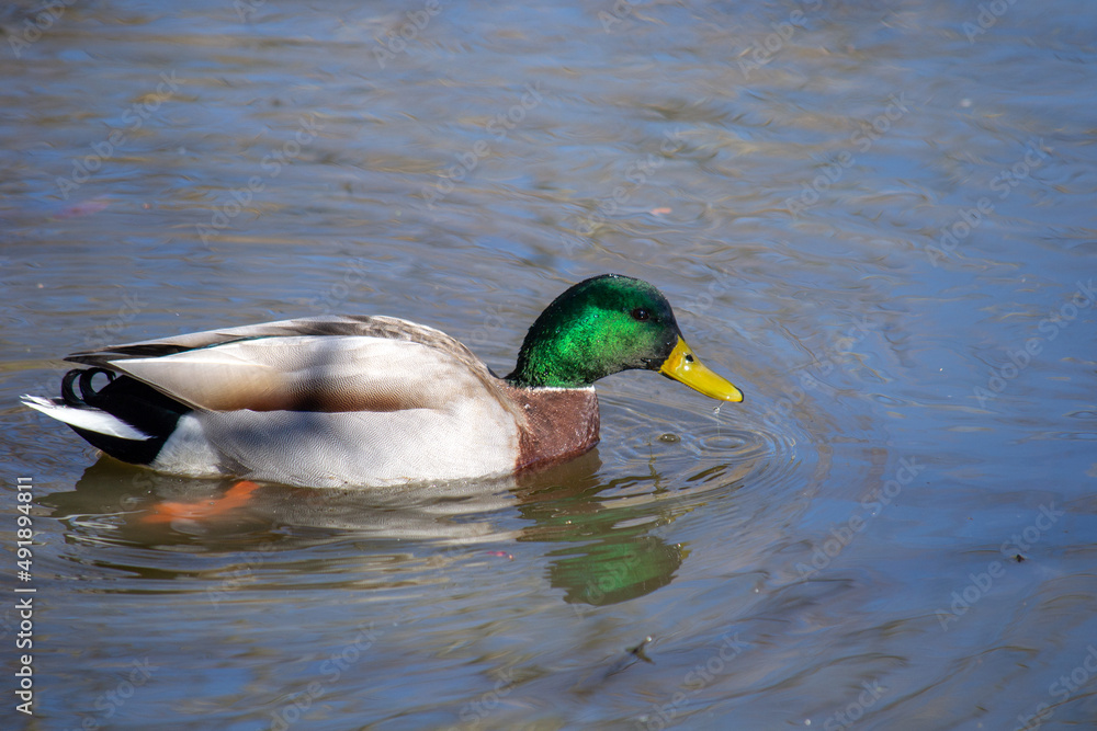 Obraz premium duck on the water