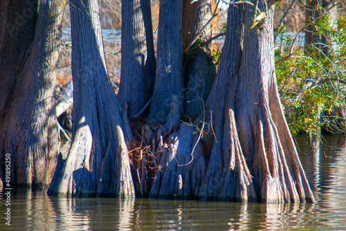 Stumpy Lake Virginia 