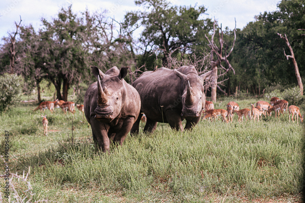 Obraz premium Rhino in Africa