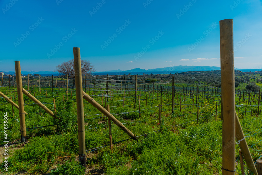 Fototapeta premium DATCA, MUGLA, TURKEY: The antique Knidos vineyard of Datca.