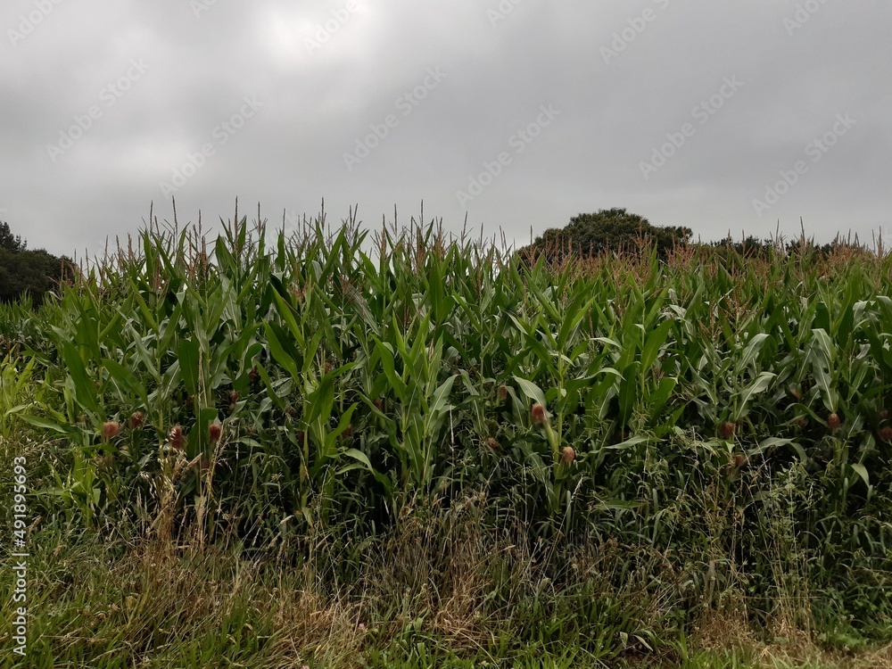 Obraz premium Cultivo de maíz en Galicia