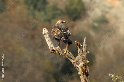 Golden eagle on the mountain. Avila.Spain.