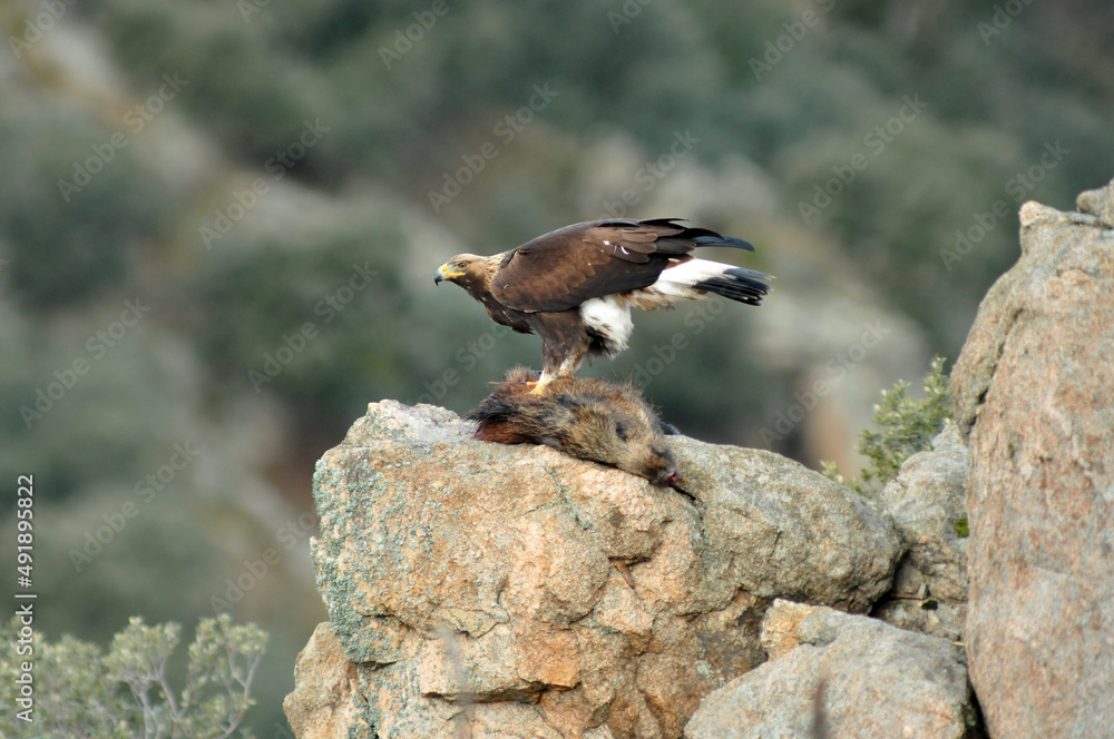 Fototapeta premium Golden eagle on the mountain. Avila.Spain.