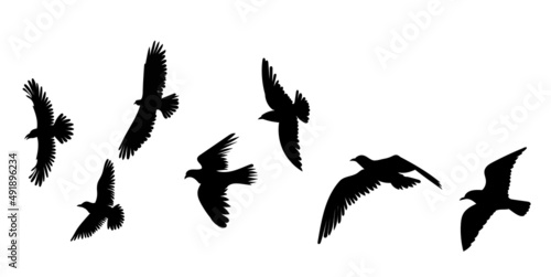 flock of birds black silhouette, isolated vector