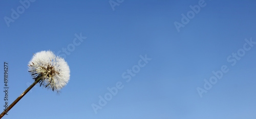 white fluffy ball of dandelion with drops of morning dew against the blue sky. ready for takeoff