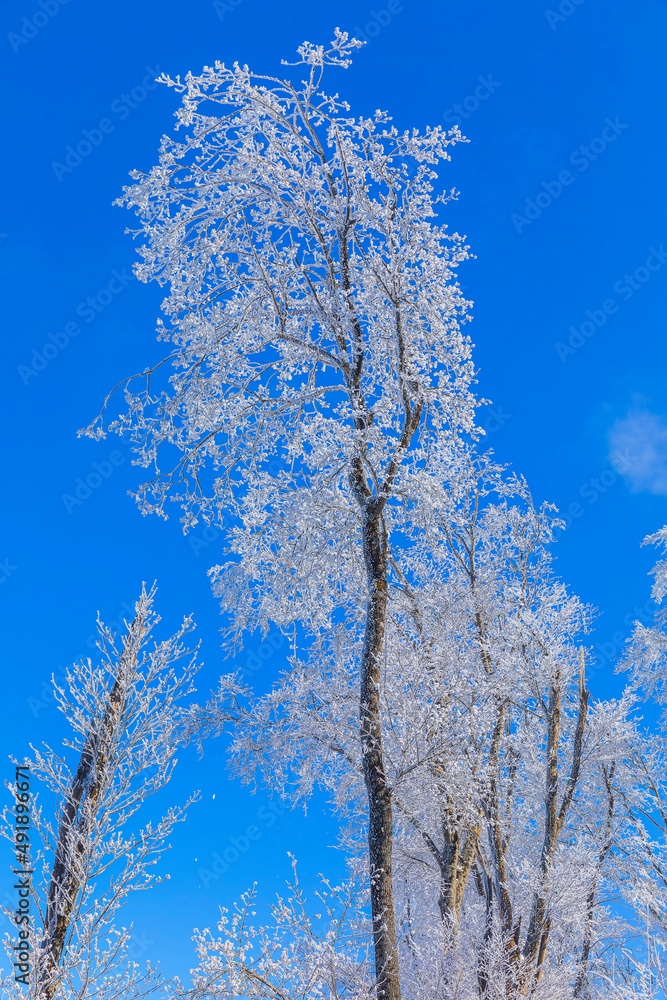 Trees covered with frost in the forest after a strong wind