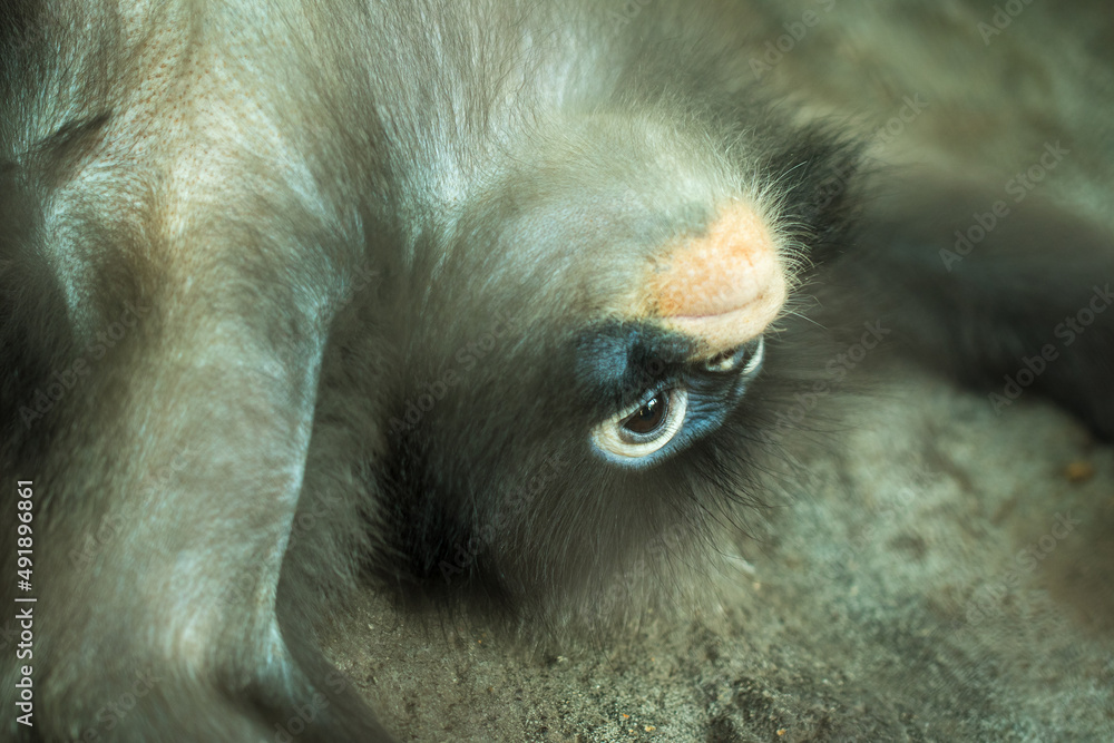 The red-shanked douc