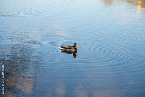  drake ducks float on the river. 