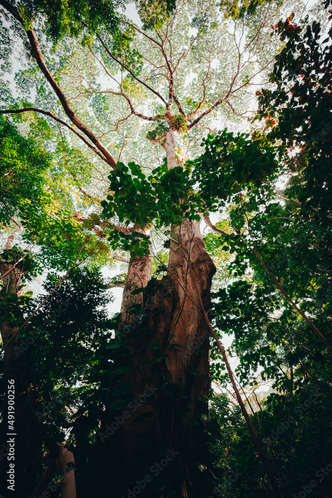 Fototapeta premium Tree in a Rain Forrest