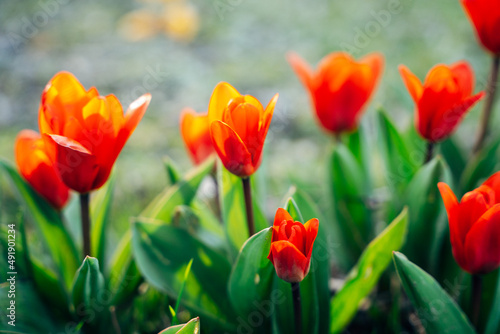 Colorful flowers in spring