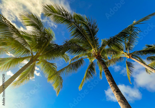 Fototapeta Naklejka Na Ścianę i Meble -  Palm trees and a clear sky in Hawaii. A photo taken from the ground to the air