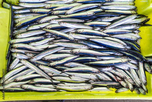 freshly caught anchovies for sale
