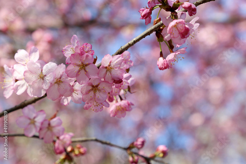 Pink sakura flowers on a branch at sunny day. Cherry blossom in spring garden on blue sky background