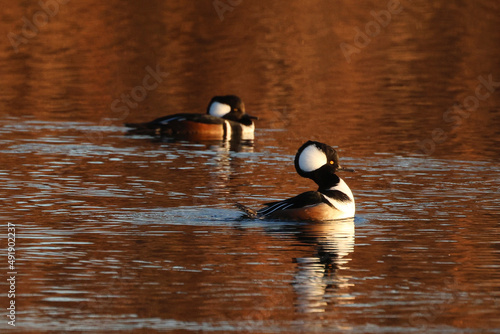 Hooded merganser at sunset on lake