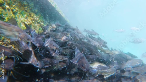 Tropical underwater sea fish at Gomati river of Dwarka, Gujarat, India. Marine life sea world. Tropical colourful underwater seascape. Slow motion shot school of fish on the blue background of the sea photo