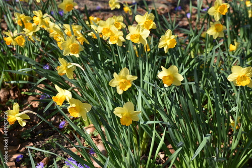 Narcisses jaunes au jardin