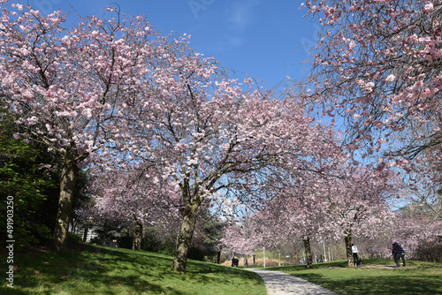 Cerisiers en fleurs au printemps