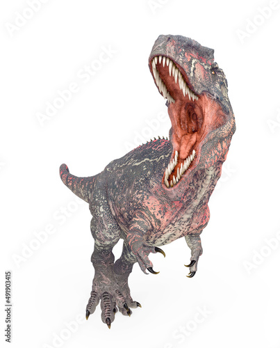 giganotosaurus is running on white background front view